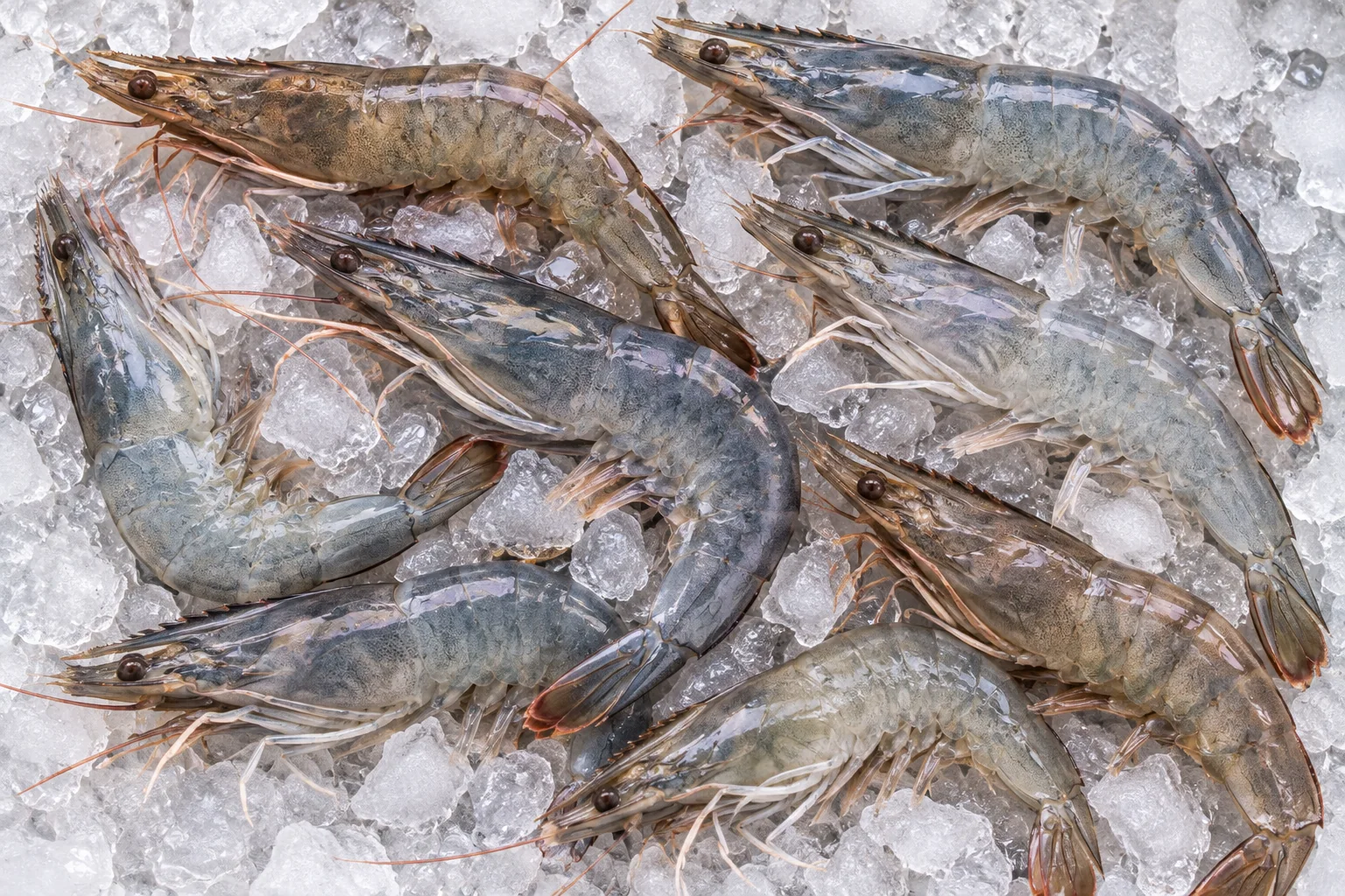 Whole raw shrimp with heads and shells intact, resting on crushed ice.